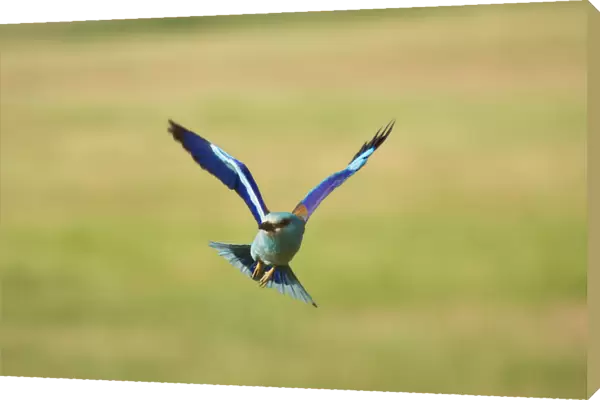 European Roller in flight, Coracias garrulus