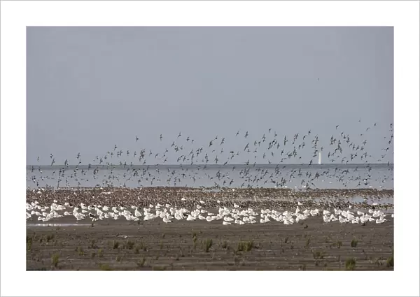 Bird flocks at Westhoek, The Netherlands