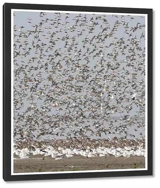 Bird flocks at Westhoek, The Netherlands