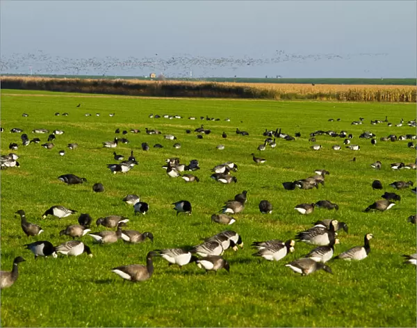 Group of Barnacle Geese in meadow