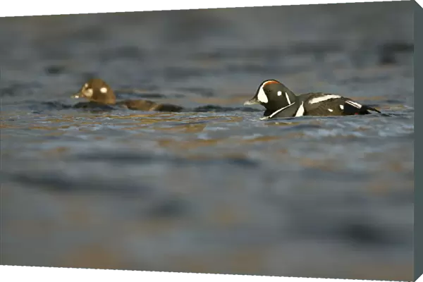 Pair of Harlequin Ducks in river, Histrionicus histrionicus