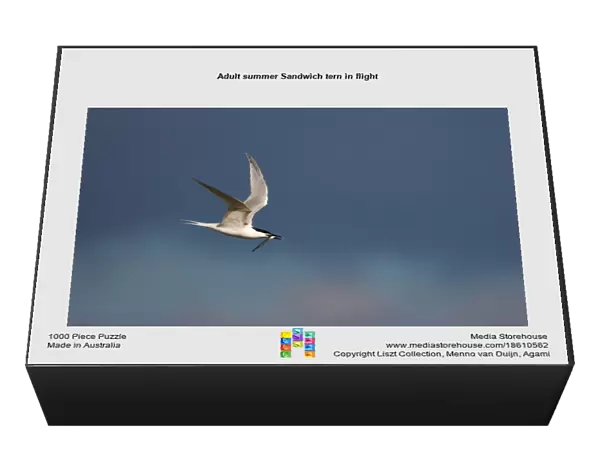 Adult summer Sandwich tern in flight