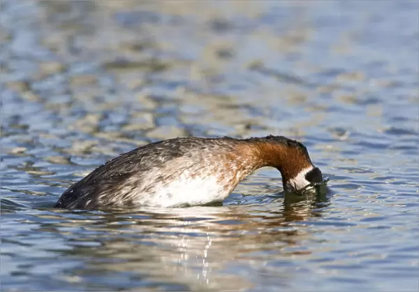 Adult Red-necked Grebe in breeding plumage, Podiceps grisegena
