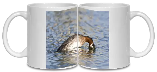 Adult Red-necked Grebe in breeding plumage, Podiceps grisegena
