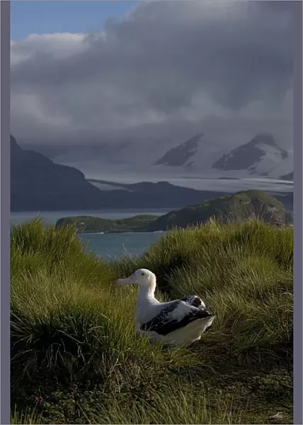 Snowy (Wandering) Albatross standing in colony