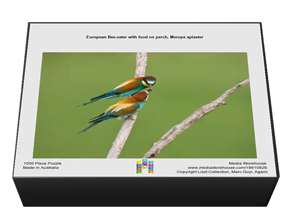 European Bee-eater with food on perch, Merops apiaster