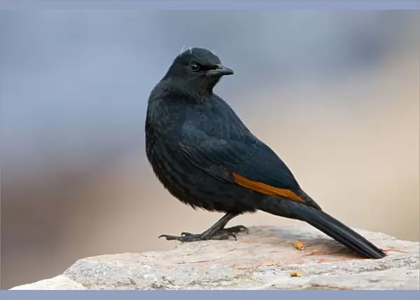 African Red-winged Starling perched on a rock, Onychognathus morio