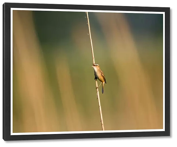 Sedge Warbler singing, Acrocephalus schoenobaenus