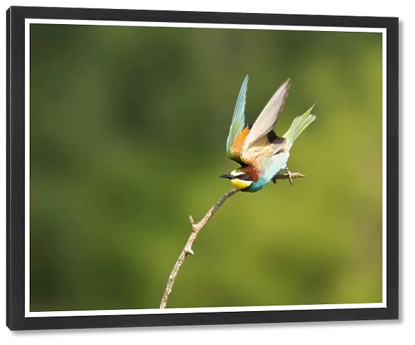 European Bee-eater in flight, Merops apiaster