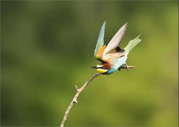 European Bee-eater in flight, Merops apiaster
