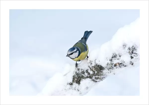 Blue Tit (Cyanistes caeruleus) perched on a snow-covered branch, Finland