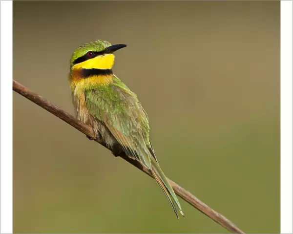 Merops pusillus, Little Bee-eater perched on a branch at Kotu Creek, Gambia
