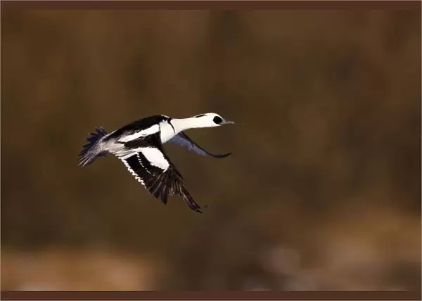 Male Smew in flight, Mergellus albellus