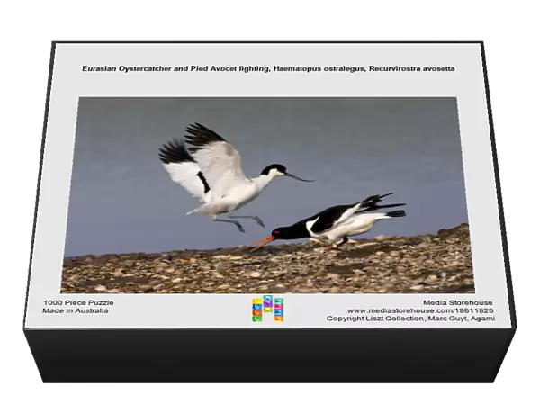 Eurasian Oystercatcher and Pied Avocet fighting, Haematopus ostralegus, Recurvirostra avosetta