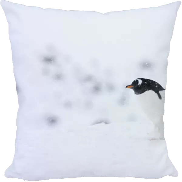Gentoo Penguin walking in the snow, Pygoscelis papua