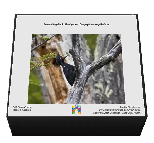Female Magellanic Woodpecker, Campephilus magellanicus