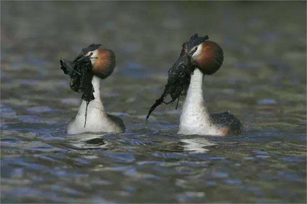 Great Crested Grebes displaying with nestmaterial, Podiceps cristatus