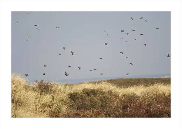 Flock of Starling migrating over the dunes of Katwijk, Netherlands