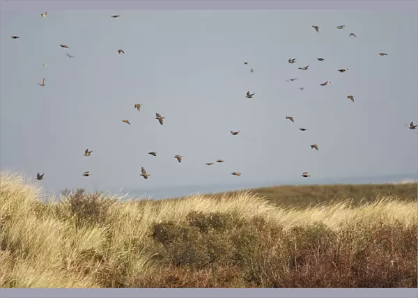 Flock of Starling migrating over the dunes of Katwijk, Netherlands