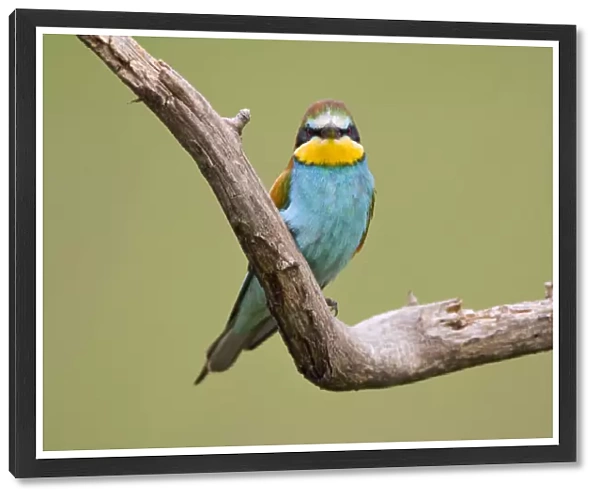 European Bee-eater perched, Merops apiaster