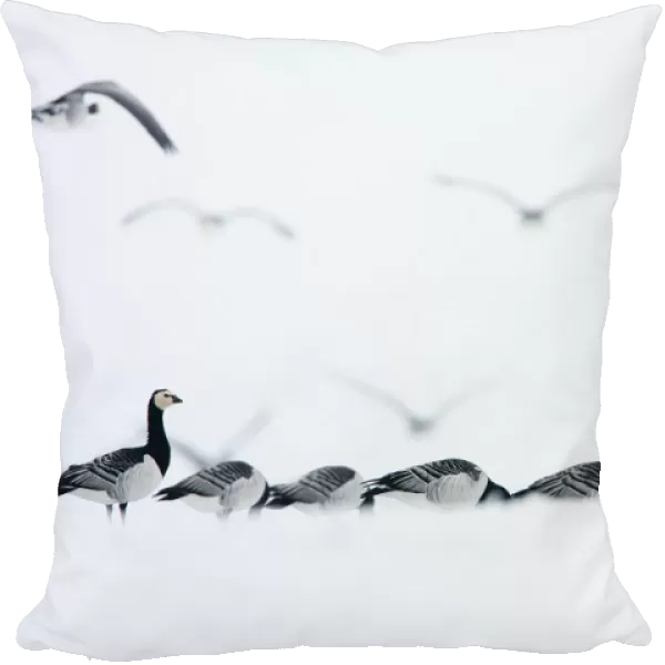 Group of Barnacle Geese in snow