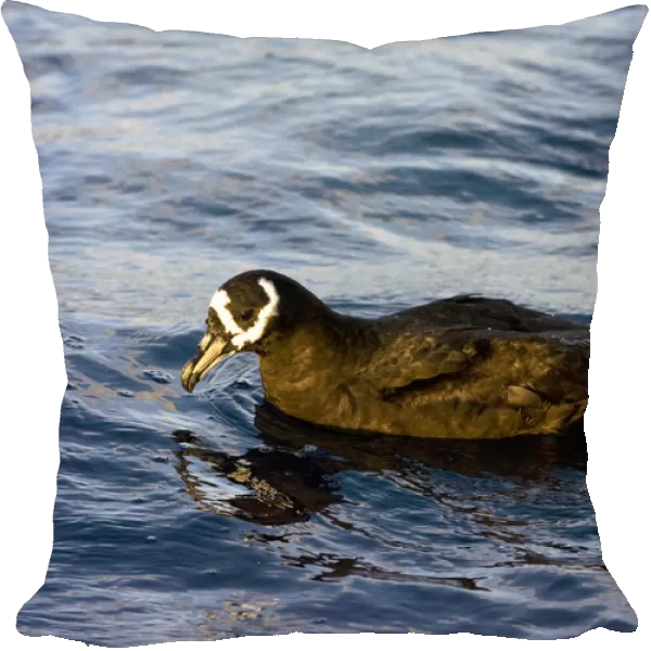Swimming Spectacled Petrel, Procellaria conspicillata