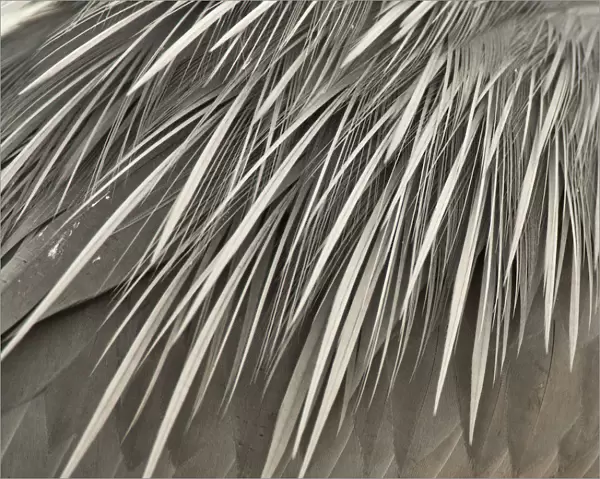 Feathers of the back of a Grey Heron (Ardea cinerea), Ardea cinerea, Hungary
