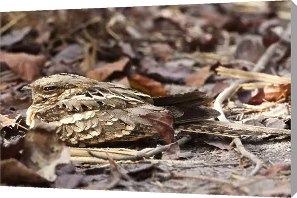 Long-tailed Nightjar roosting on the ground in Brufut Reserve, Caprimulgus climacurus, Gambia