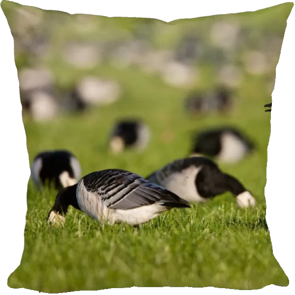 Group of Barnacle Geese in meadow