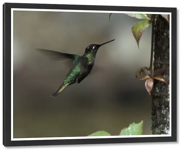Magnificent Hummingbird hanging in mid-air