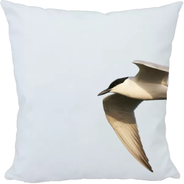 Gelochelidon nilotica, Gull-billed Tern adult flying above the saltpans on Lesvos, Greece