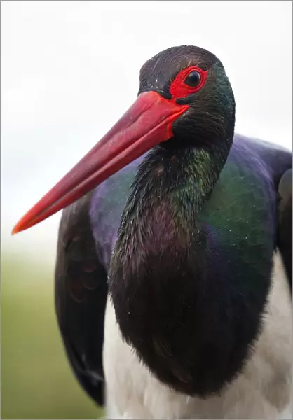Black Stork adult portrait, Ciconia nigra, Hungary