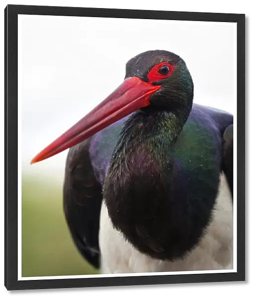 Black Stork adult portrait, Ciconia nigra, Hungary