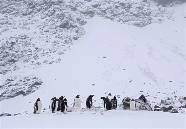 Gentoo Penguin group standing in the snow, Pygoscelis papua