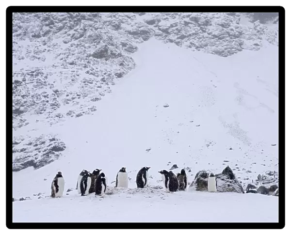 Gentoo Penguin group standing in the snow, Pygoscelis papua
