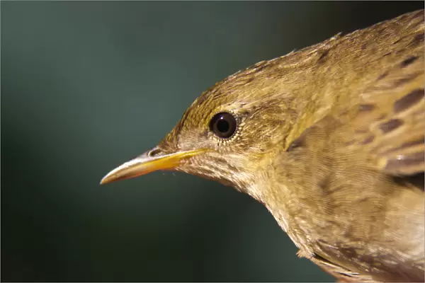 Common Grasshopper Warbler close-up, Locustella naevia, The Netherlands
