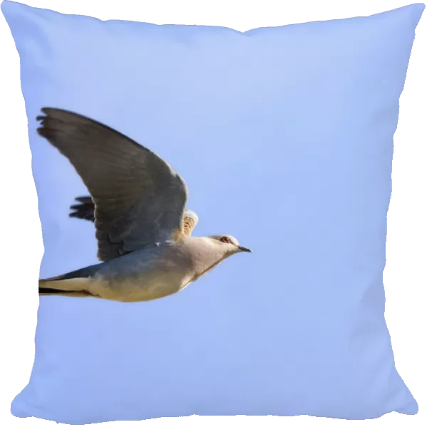 European Turtle Dove in flight, Streptopelia turtur