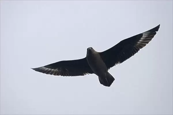 Subantarctic Skua flying