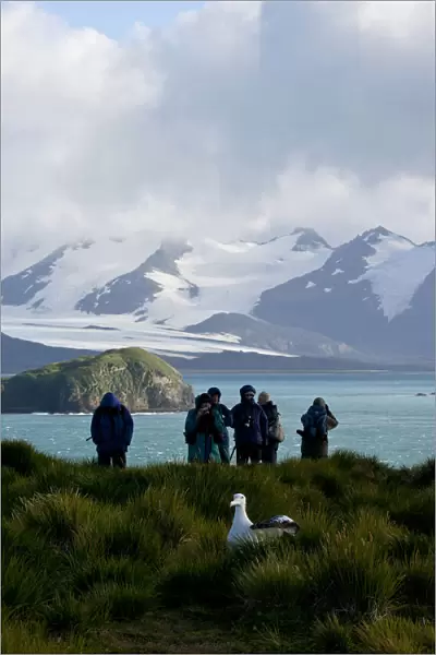 Snowy (Wandering) Albatross adult on nest