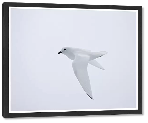 Lesser Snow Petrel flying, Pagodroma nivea