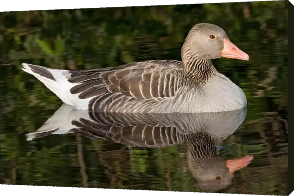 Greylag Goose swimming, Anser anser