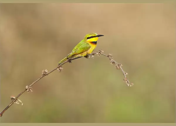 Merops pusillus, Little Bee-eater perched on a branch at Kotu Creek, Gambia