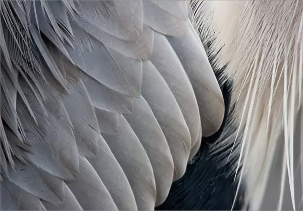 Grey Heron close up, Ardea cinerea