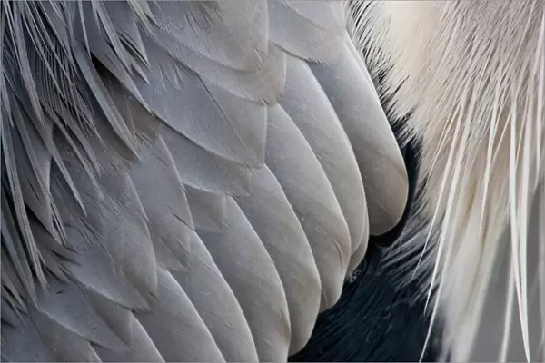 Grey Heron close up, Ardea cinerea