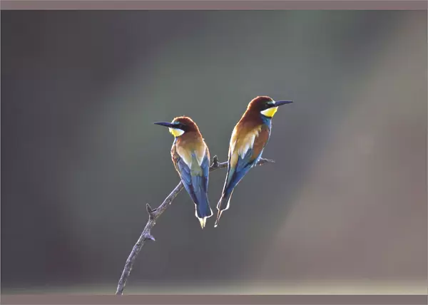 Pair of European Bee-eater, Merops apiaster