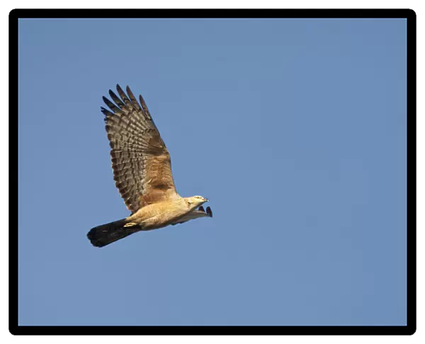 Crested Honey Buzzard migrating over Happy Island, China, Pernis ptilorhynchus