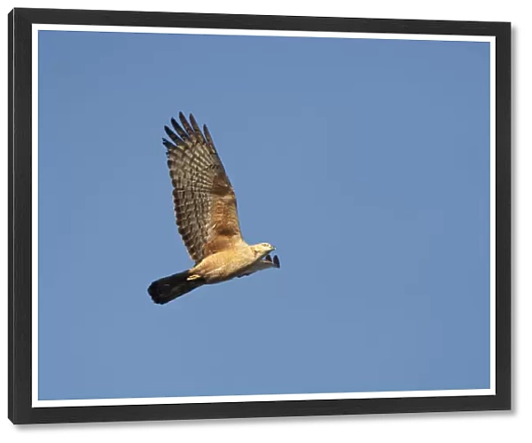 Crested Honey Buzzard migrating over Happy Island, China, Pernis ptilorhynchus