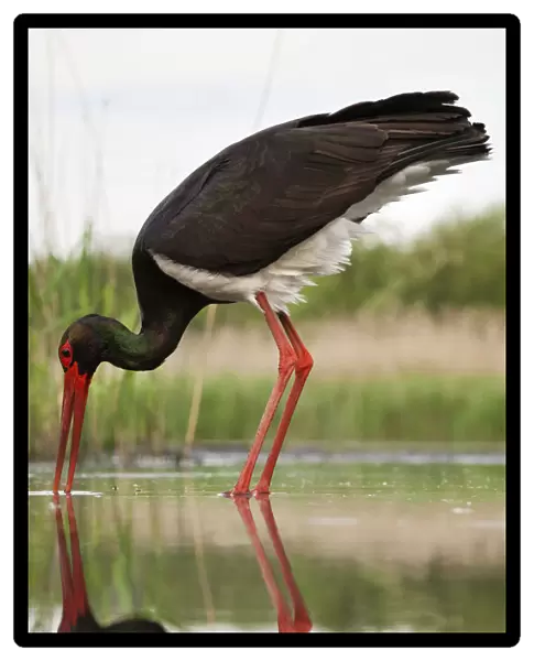 Black Stork adult hunting, Ciconia nigra, Hungary