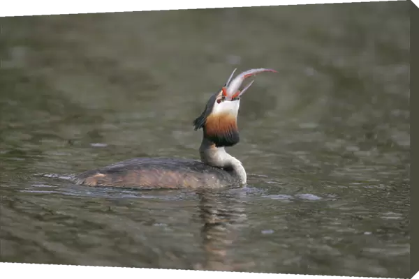 Great Crested Grebe swimming with fish, Podiceps cristatus