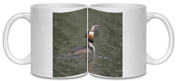Great Crested Grebe swimming with fish, Podiceps cristatus